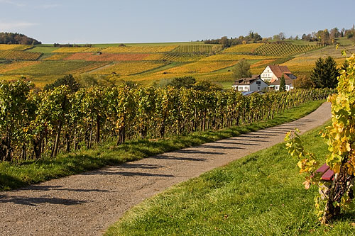 Schaffhausen Gastronomie - Rebberg in Hallau